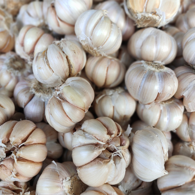 Garlic